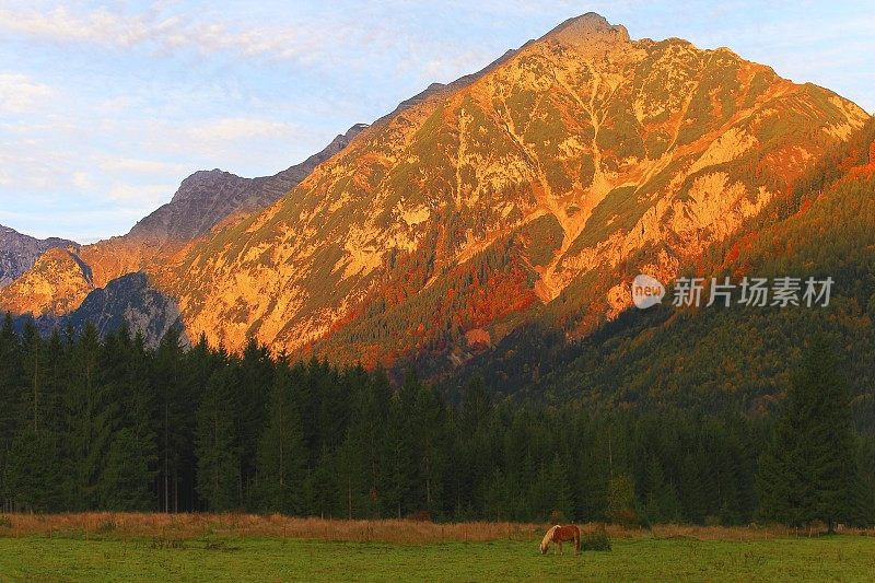 哈夫林格马-种马在阿尔卑斯景观附近的卡文德尔山脉和巴伐利亚阿尔卑斯山在德国-雄伟的高山景观在金色的秋天，戏剧性的蒂罗尔山全景和田园式的蒂罗尔草地，奥地利