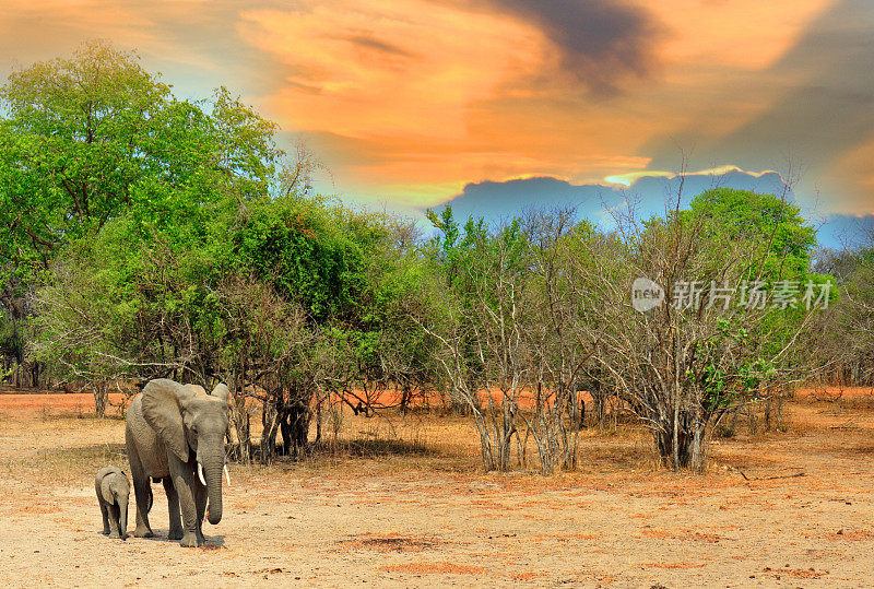 大象母象和幼象站在非洲大草原上，丛林背景和云景，南卢安瓜，赞比亚，非洲南部