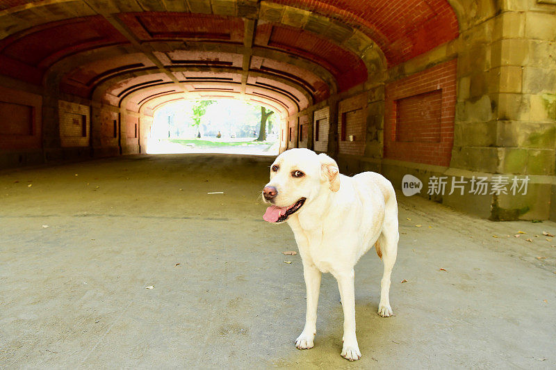 曼哈顿的拉布拉多寻回犬