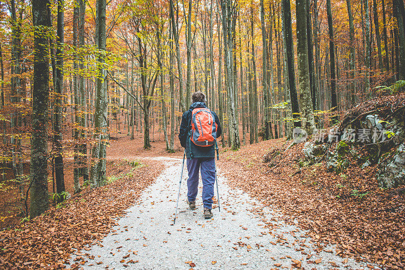 在秋天的山毛榉森林徒步旅行，欧洲