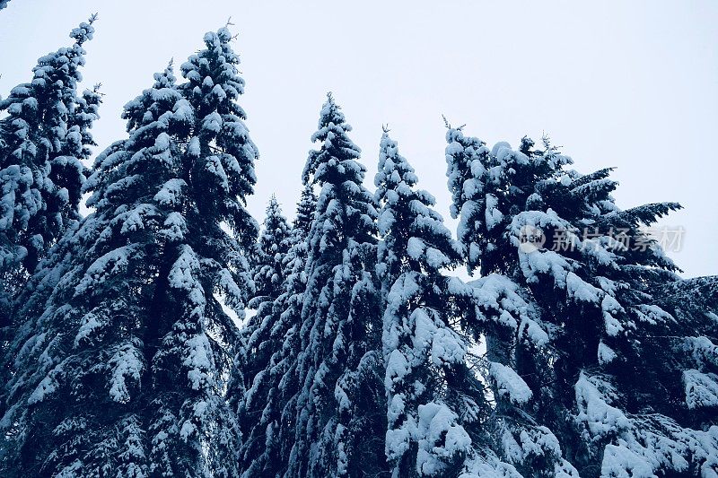 在欧洲阿尔卑斯山脉，冰雪覆盖的冬季景观和森林