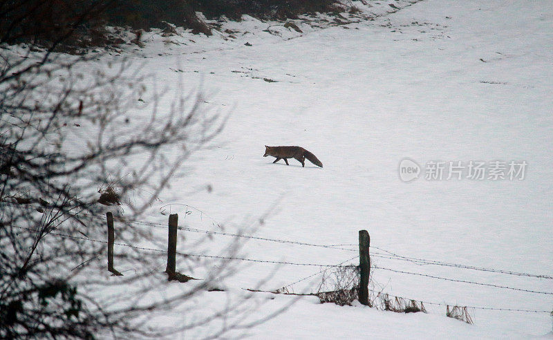 雪中的狐狸