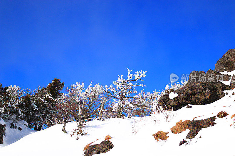 汉拿山，雪景，树，济州岛