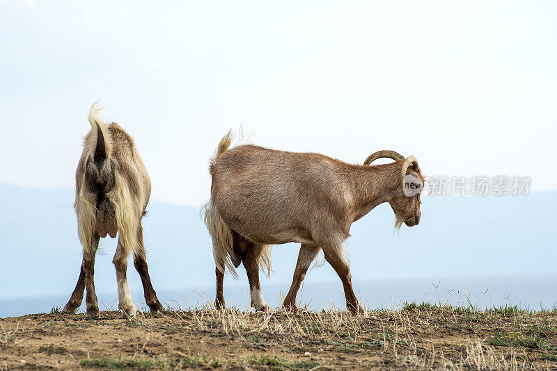 两只山羊站在希腊的草原上