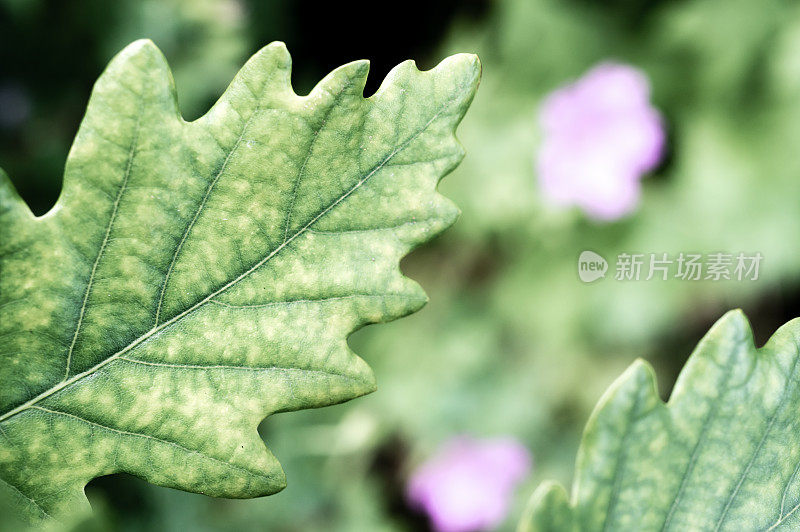 橡树叶的特写