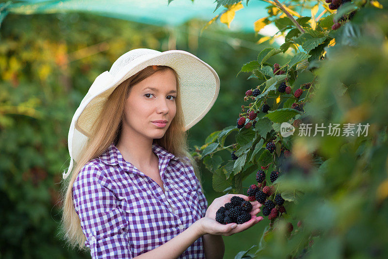 在黑莓果园工作的女人