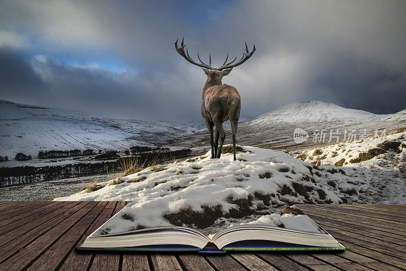 美丽的马鹿鹿在冰雪覆盖的山脉，节日季节的冬季景观概念从书页中出来