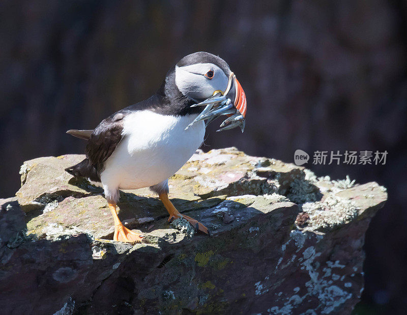 角嘴海雀