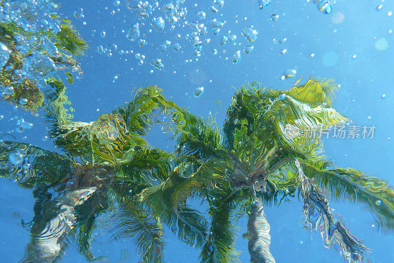 水下拍摄的椰子树