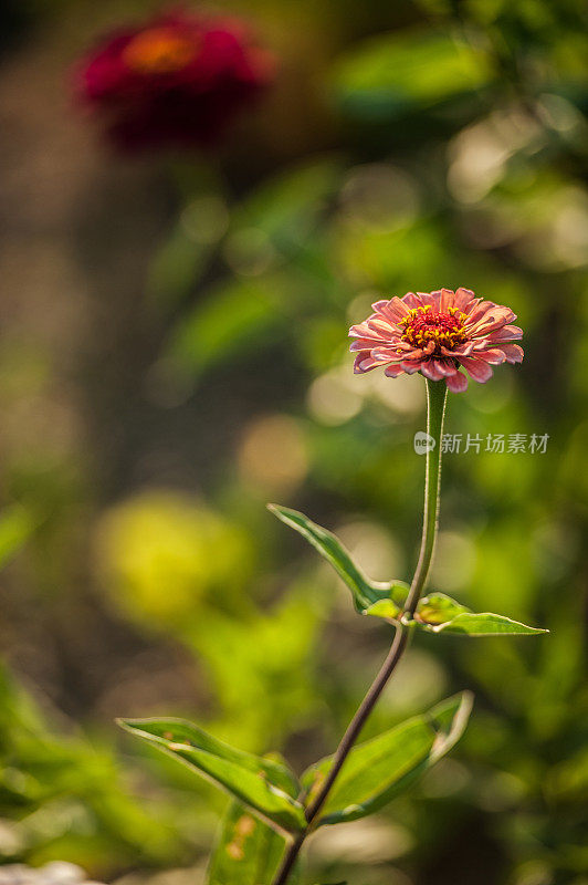 阳光下花园里五颜六色的百日菊