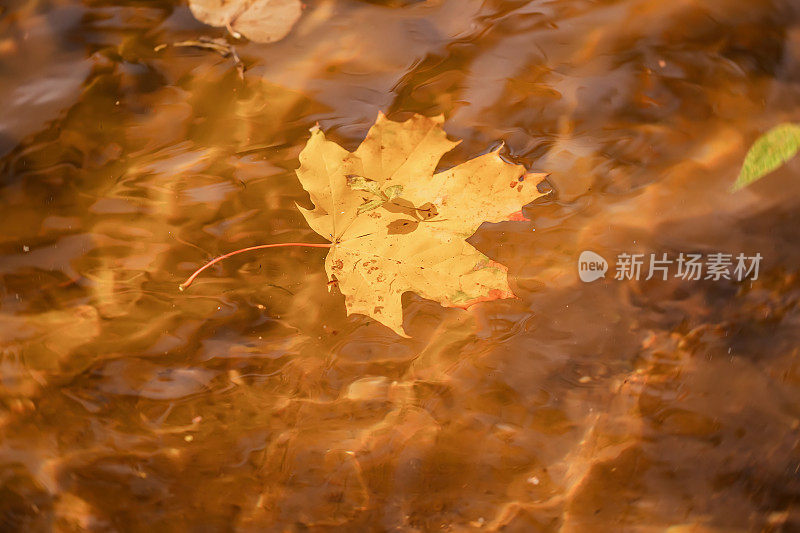 特写秋叶的枫叶在水中与阳光的反射，金色的涟漪
