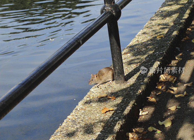 棕色的老鼠在村庄池塘边