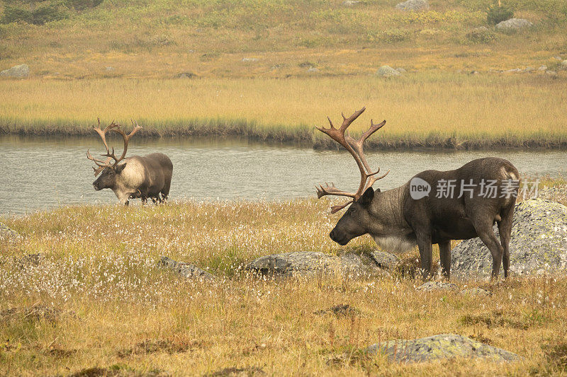 加拿大阿尔伯塔省托昆山谷贾斯帕国家公园受到威胁的山地驯鹿