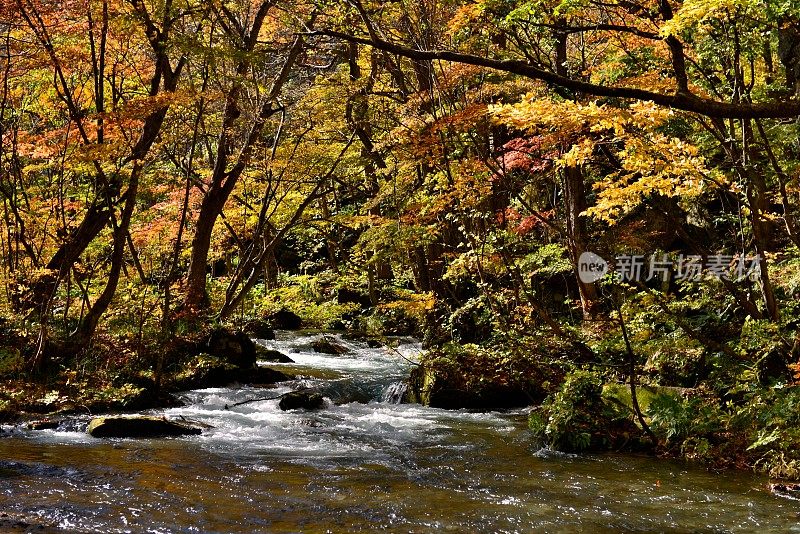 日本青森市秋天的磐濑山溪