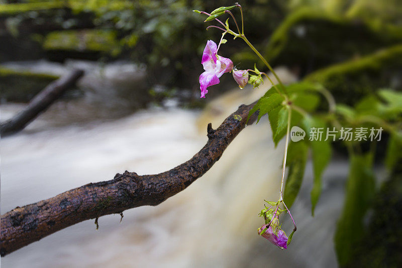 凤仙花靠流水