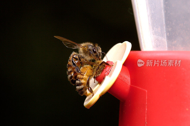 蜂鸟喂食器里的蜜蜂