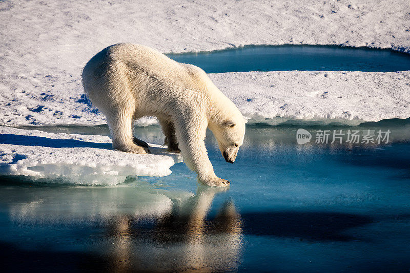 威严的北极熊触摸海面