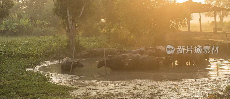 日落时分的野牛群