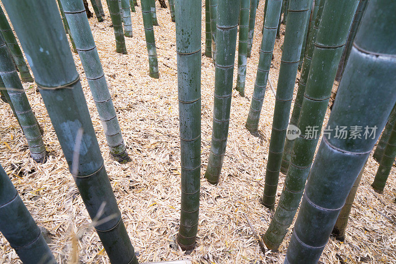 顶视图竹林密度在竹林，京都，日本