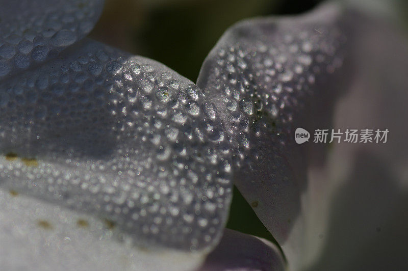 雨滴落在花瓣上