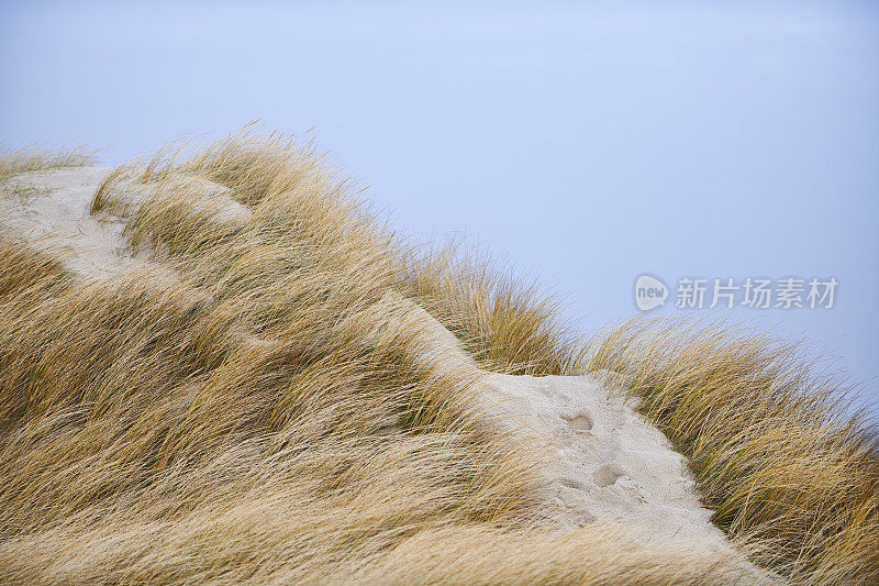 丹麦西海岸:海边的小山，长着马兰草