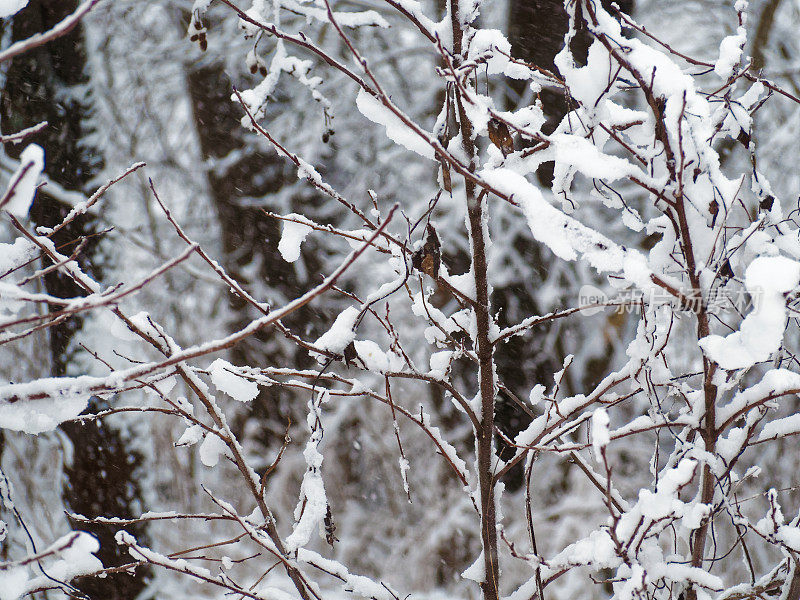 树枝上的雪