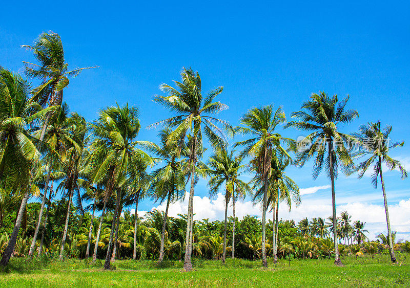 有椰子树的乐观景观。热带自然景观与棕榈树。