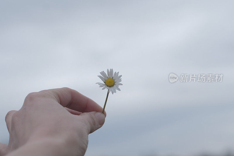 一个女孩手里拿着一朵大大的白色洋甘菊。植物疗法，享受生活的理念。,阳光