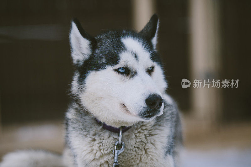 狗西伯利亚雪橇犬