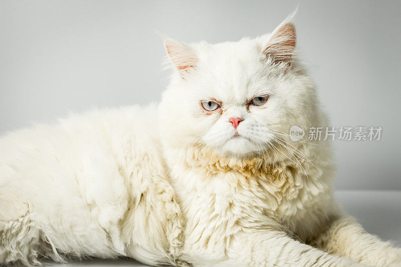 白色的波斯猫，有羊毛，皱眉在白色的背景。