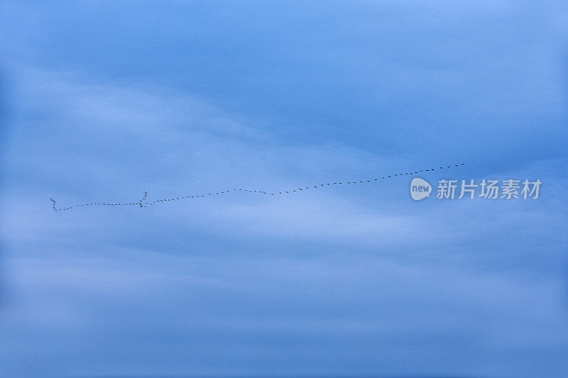 迁徙的鸟，天空中的大雁