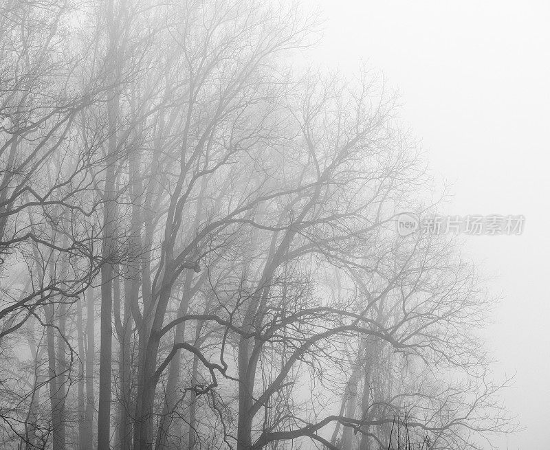 福吉谷国家历史公园的树木在雾中