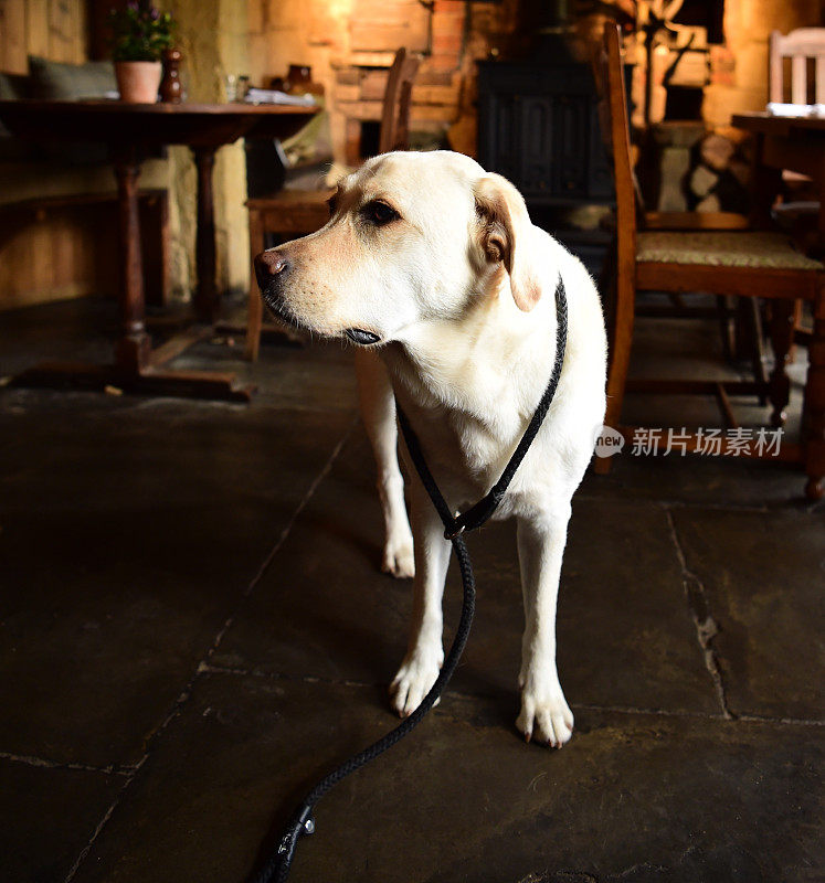 科茨沃尔德的拉布拉多寻回犬