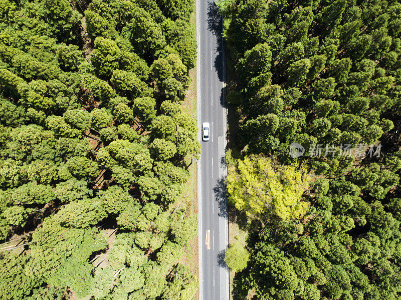 森林中笔直的道路鸟瞰图