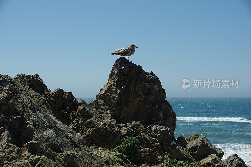 海鸟在行动