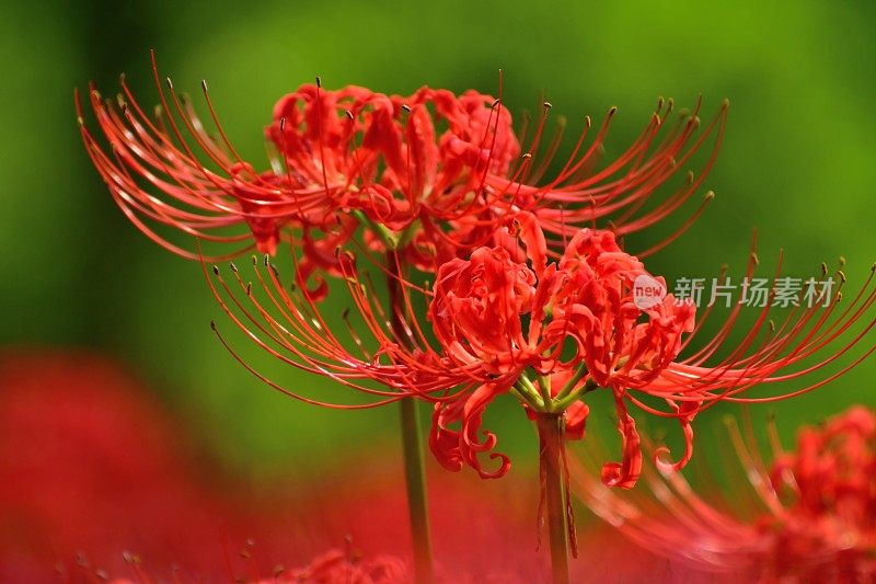 蜘蛛百合花，日高市，日本