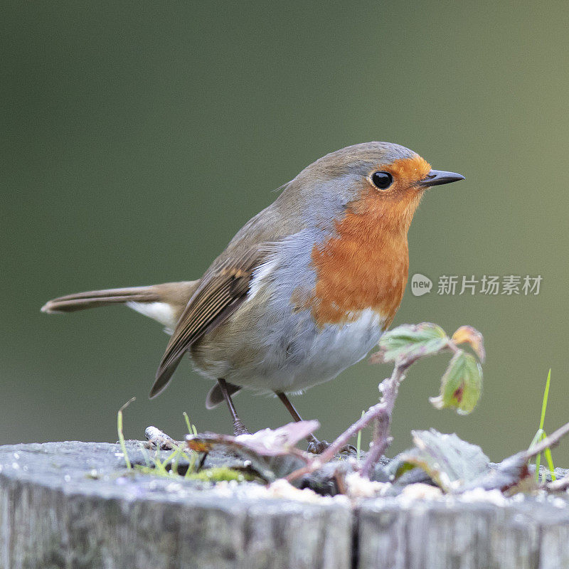 欧洲罗宾(红心rubecula)