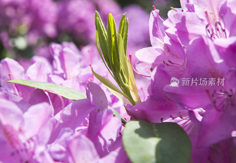 粉红色的杜鹃花的花