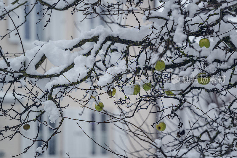 冬雪苹果树