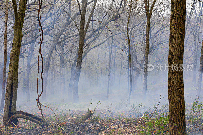 林地保护和恢复过程中计划燃烧产生的浓烟