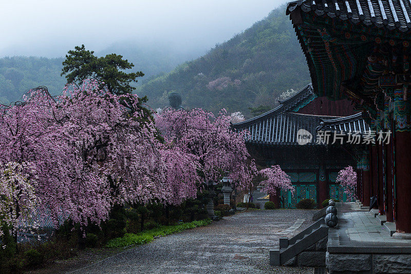 天安天主教堂培育樱花