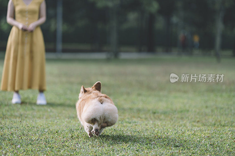 柯基跑向狗主人觅食