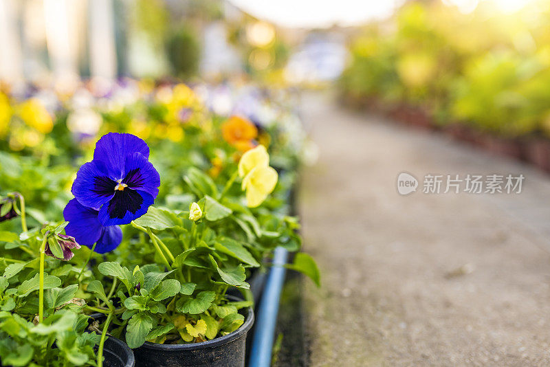 花园中心和植物的路径