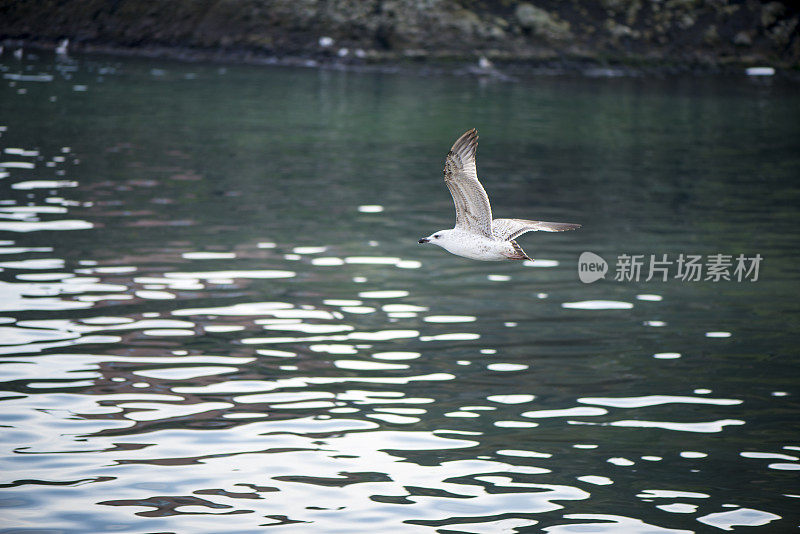 海鸥在海面上飞翔