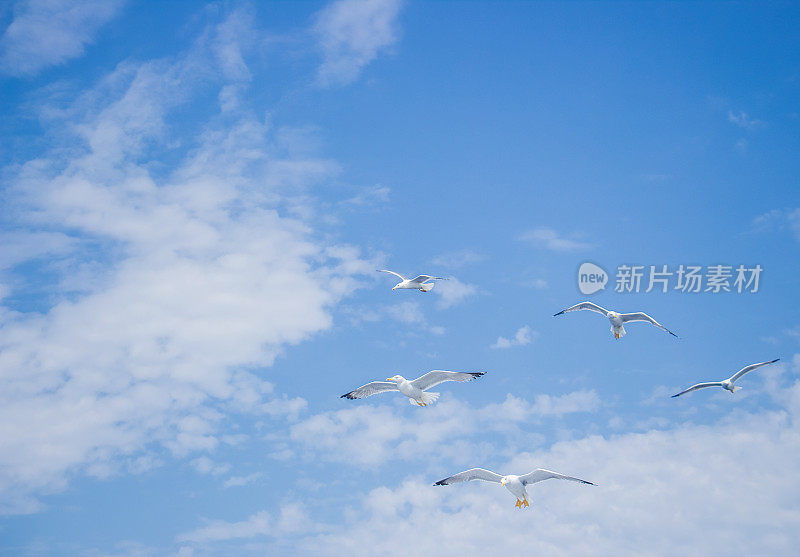 海鸥在海面上飞翔