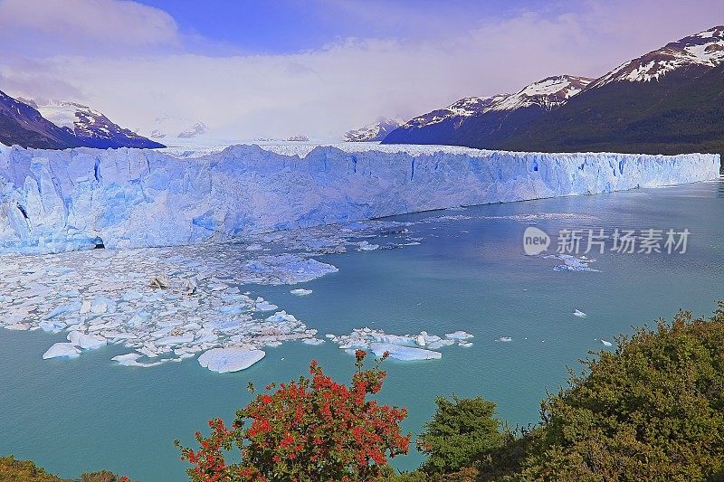 莫雷诺冰川和红色野花，阿根廷湖-卡拉法特，巴塔哥尼亚