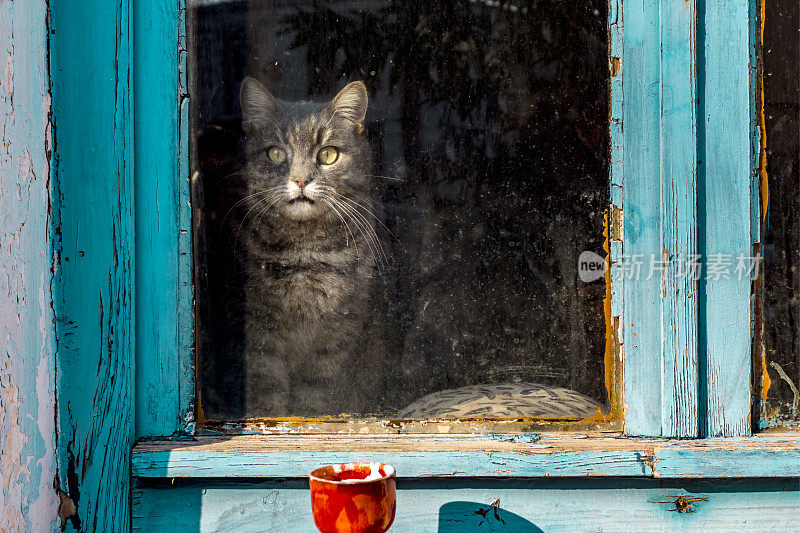 一只猫坐在老房子的窗户上