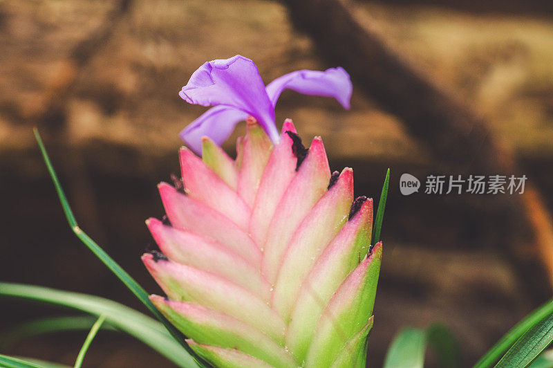 粉红色开花植物特写镜头