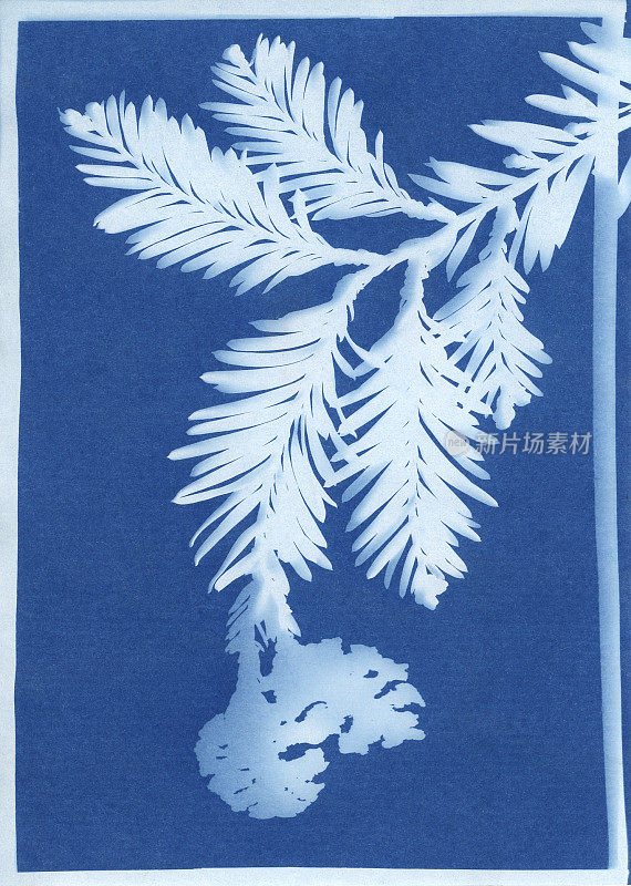 海岸红杉、永久红杉的蓝版印刷