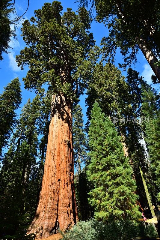 最大的树-谢尔曼红杉将军